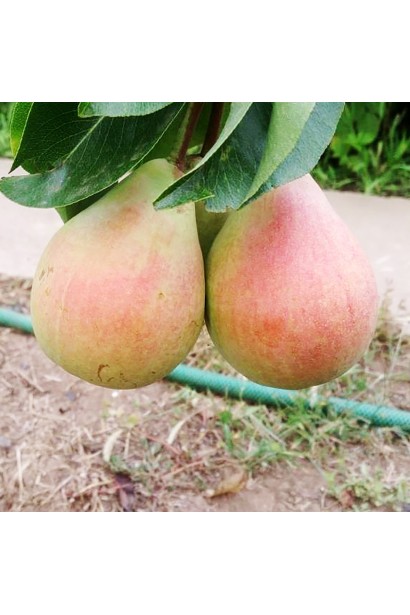 Груша Сілк Кінг на дереві з стиглими плодами наприкінці червня